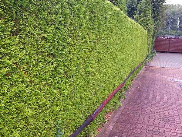 Warum Streusalz den Thuja-Hecken richtig schadet?